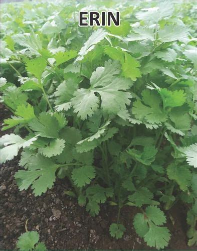 Coriander Seeds Erin At Best Price In Pune By Iris Polymers