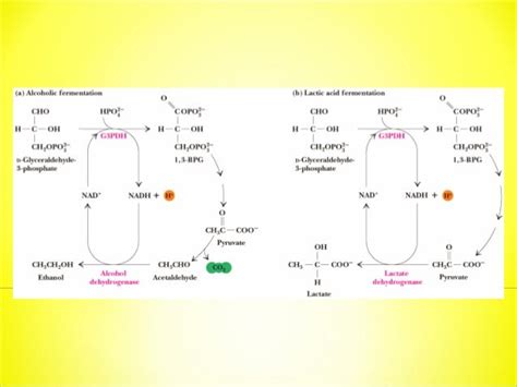 Regulation of glycolysis