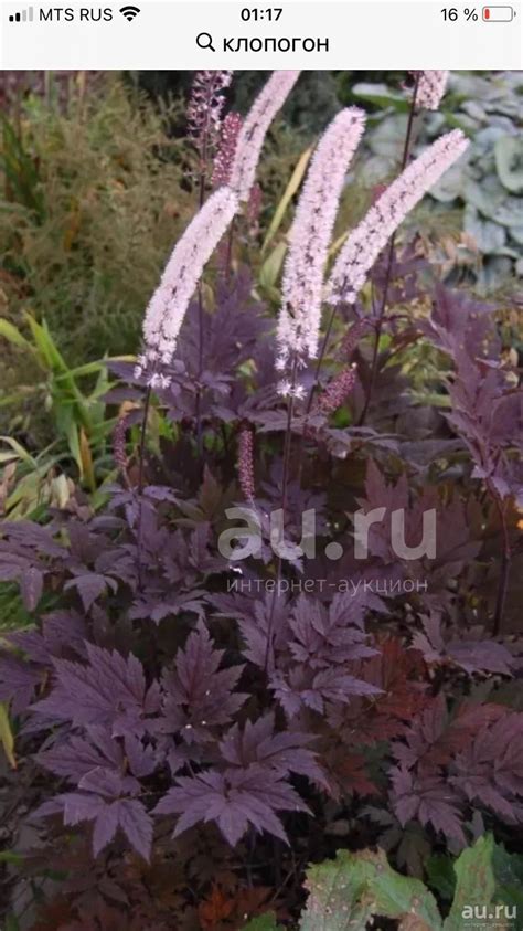 Клопогон — купить в Красноярске. Пряные и лекарственные травы на ...