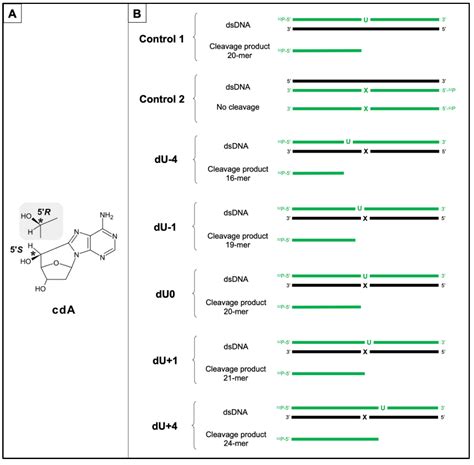 Chemosensors Free Full Text The Usefulness Of Autoradiography For