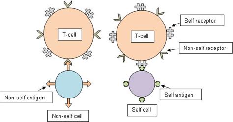 Self And Non Self The Immune System