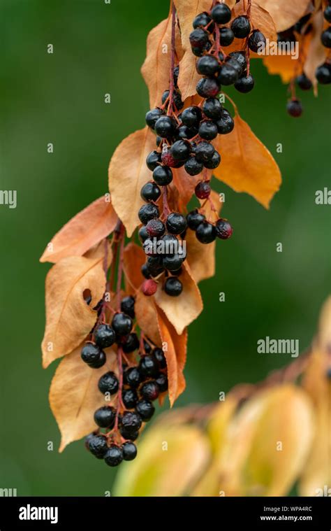 Close up of parched black berries and yellow leaves of a prunus ...