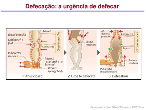 O Que É Defecação Obstruída