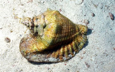 Queen Conch Oceana