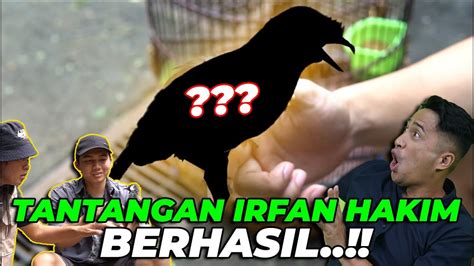 AKHIRNYA BURUNG HUTAN BERHASIL BAGUS JINAK TANTANGAN DARI IRFAN