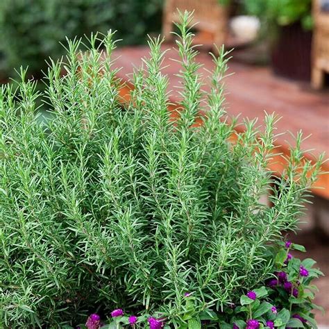 Upright Rosemary Live 1 Gallon Plant Etsy Sage Seeds Herb Seeds