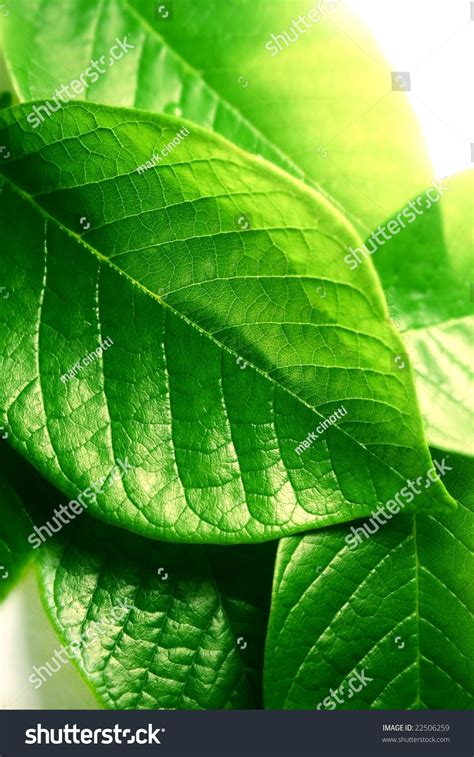 Bright Green Leaves Stock Photo 22506259 Shutterstock