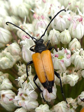 Tawny Longhorn Beetle Paracorymbia Fulva