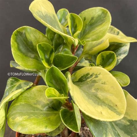 Peperomia Obtusifolia Marble Variegata Kaufen Auf Ricardo