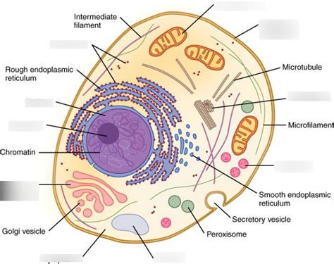 Biology 2201 Unit 1 Diagram Quizlet