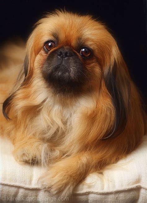 Pekingese Ancient Breed Of Toy Dog Originating In China Received