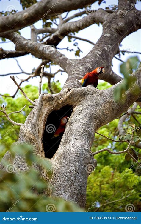 Scarlet Macaw Ara Macao Pair Standing Near Nest Los Lianos In