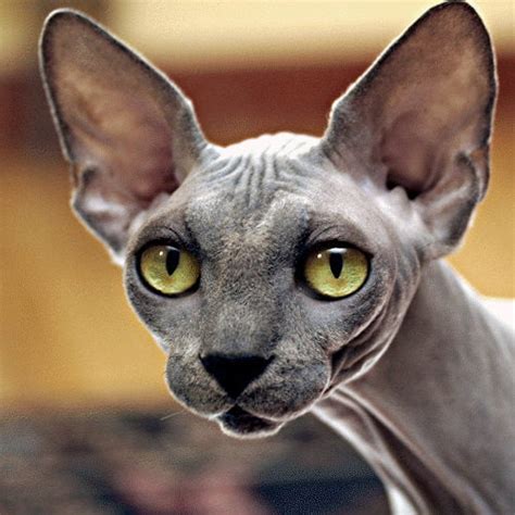 Gato Egipcio O Sphynx • Misgatoses Amor Y Cuidado Para Tus Gatos