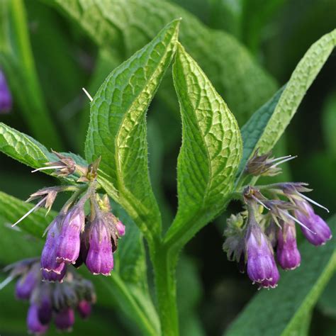 True Comfrey Symphytum Officinale Bach Flowers Herbs Plants