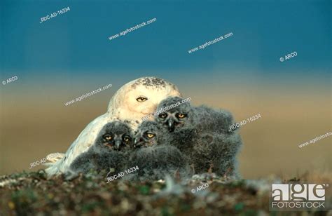 Snowy Owls Female With Chicks Barrow Alaska Usa Nyctea Scandiaca Stock