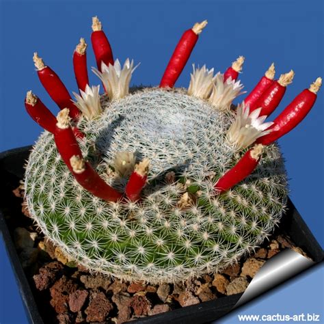 Mammillaria Microthele Alchetron The Free Social Encyclopedia