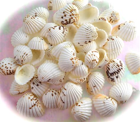 Brown Spotted Clam Shells Approx 35oz Or 9 Oz Bag Choose Size At