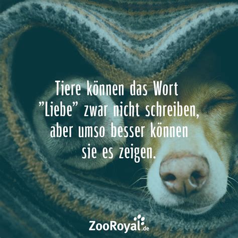 Tiere Spr Che Zum Nachdenken De Sprueche