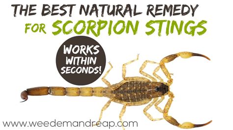 Natural Solution For Scorpion Stings Weed Em Reap