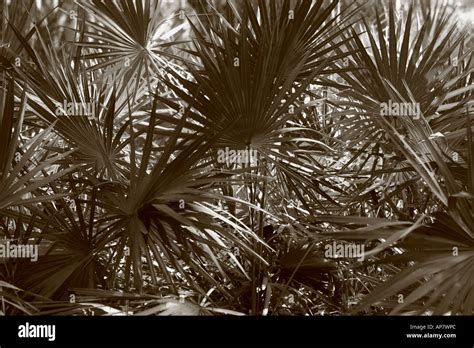 Saw Palmettos Serenoa Repens Cumberland Island Georgia P Keywords Saw