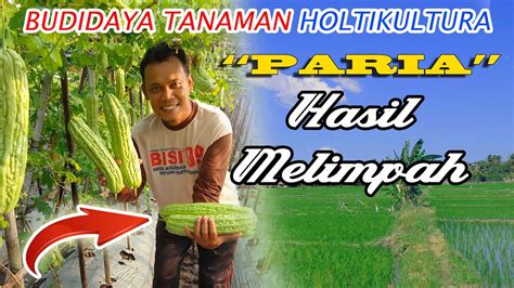 budidaya pariaparelipa fpetani muda youtube