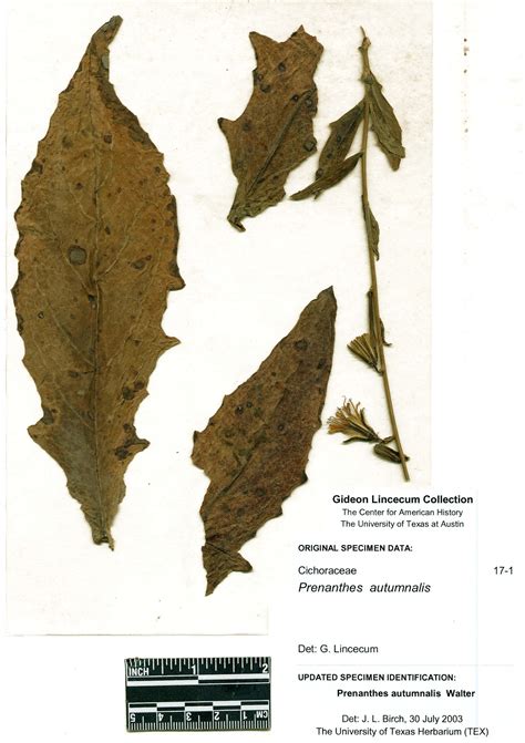 Prenanthes autumnalis