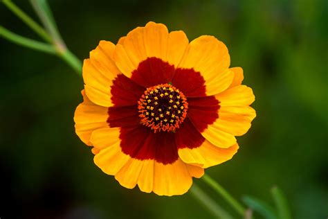 How To Grow And Care For Calliopsis