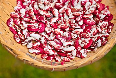 The Andean Lima Bean Also Known As String Bean Lima Bean Or