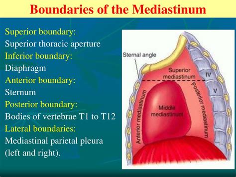 Superior Mediastinum Boundaries