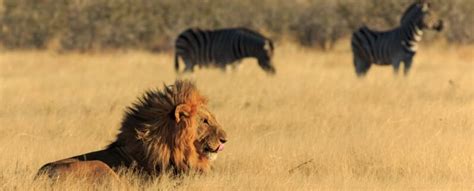 Lion vs. Zebra: Who Would Win In A Fight?