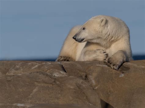 Churchill Photos of the Week - Churchill Polar Bears