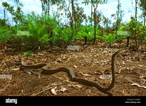 Oenpelli Rock Python Hi Res Stock Photography And Images Alamy