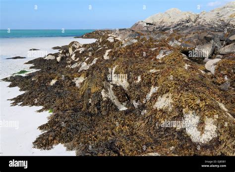 Eriskay beach hi-res stock photography and images - Alamy