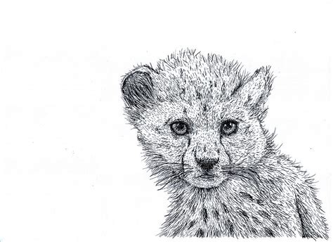 Cheetah Cub Drawing by Karl Addison - Fine Art America