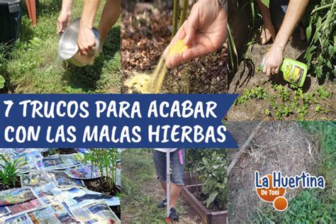 Eliminar Malas Hierbas Del Huerto Naturalmente M Todos Caseros