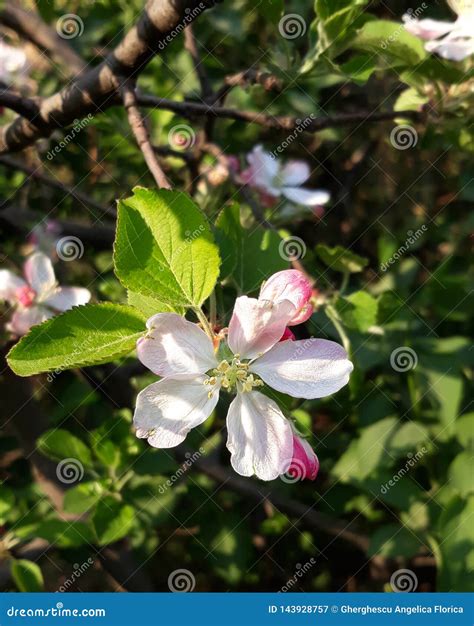 Close Up Apple Tree Flower Blossom And Buds And X28malus Pumilaand X29