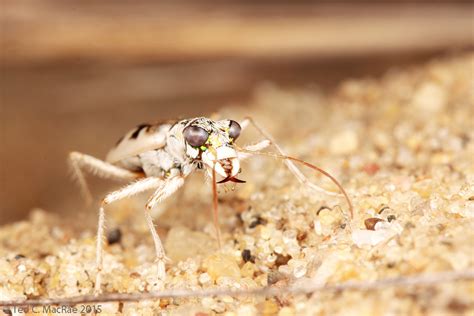 Ellipsoptera Lepida Ghost Tiger Beetle Beetles In The Bush