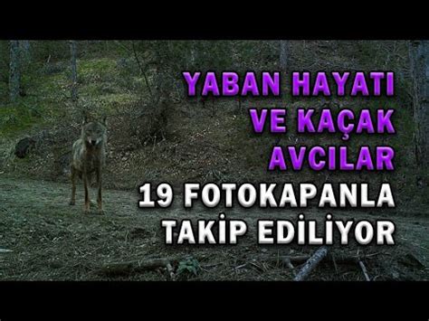 Yaban Hayati Ve Ka Ak Avcilar Fotokapanla Tak P Ed L Yor