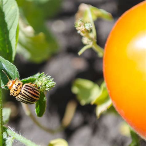 How To Get Rid Of Potato Beetles 7 Ways To Eliminate Beetles