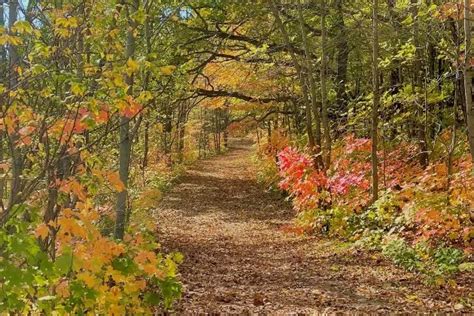 Minnesota DNR Fall Color Map Shows Expanding Colors Across The State | KNSI