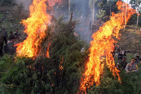 Pemusnahan Ladang Ganja Seluas Hektare Di Aceh