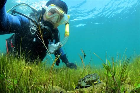 BOLIVIA Rana gigante del Titicaca continúa en peligro Solo Para