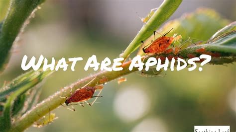 What Are Aphids Everything You Need To Know Youtube