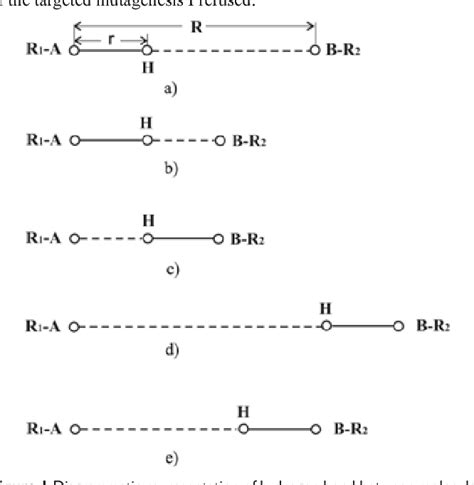 Figure 1 From A Polymerase Tautomeric Model For Radiation Induced