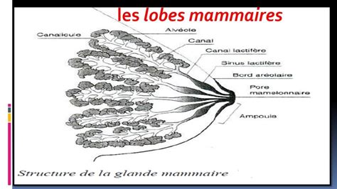 Glandes Mammaires Histologie Youtube