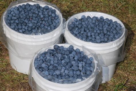 My story in recipes: Blueberry Farm