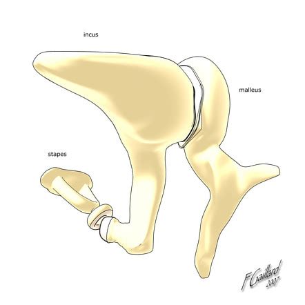 Auditory Ossicles Encyclopedia Learn Anatomy 3D Models, , 44% OFF