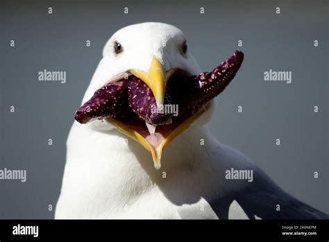 Stucked Starfish Hi Res Stock Photography And Images Alamy