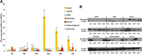 Frontiers Serum Kisspeptin Levels Mainly Depend On Ovarian Expression