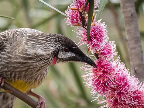 Red Wattlebird ReWild Perth